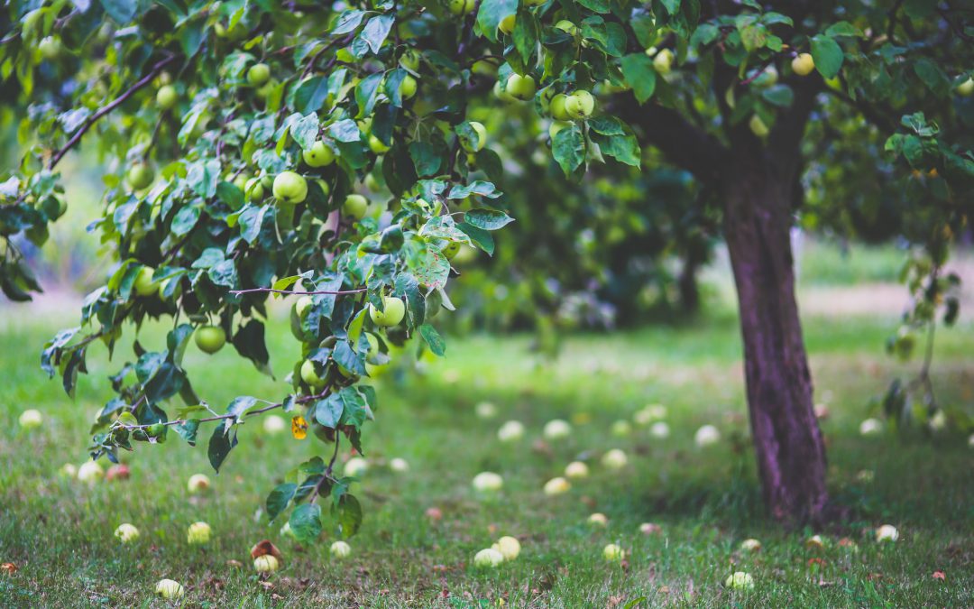 Een boom in je tuin – waar moet je op letten?