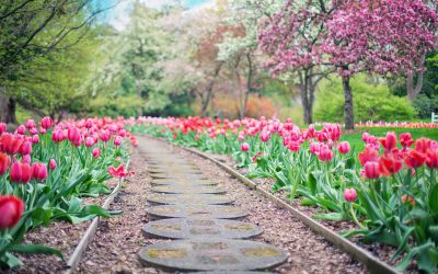 Je tuin toekomstbestendig maken