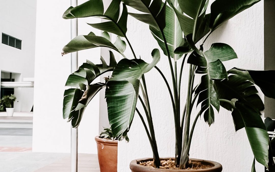 Fleur je huis op met mooie plantenbakken