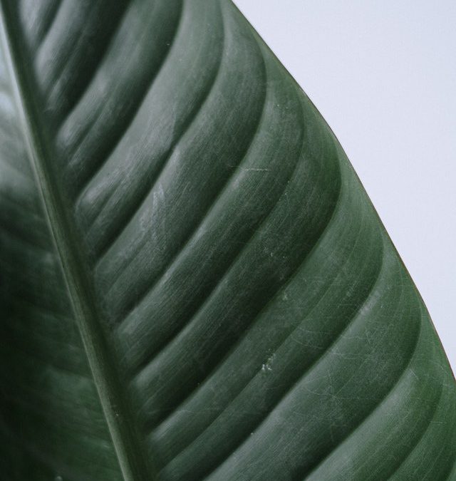 Zo verhuis je grote planten-en bloemenbakken